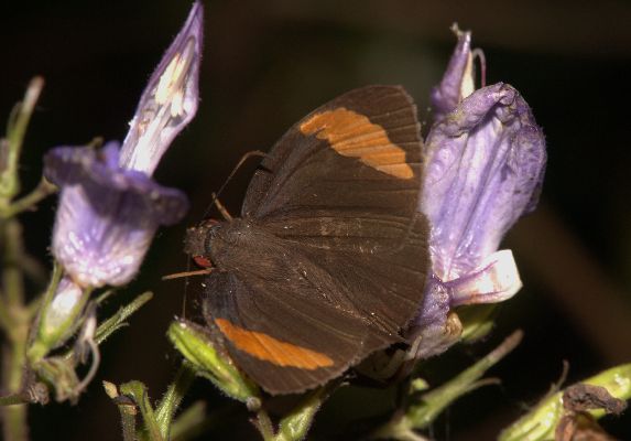 Katreus johnstoni caught by crab spider